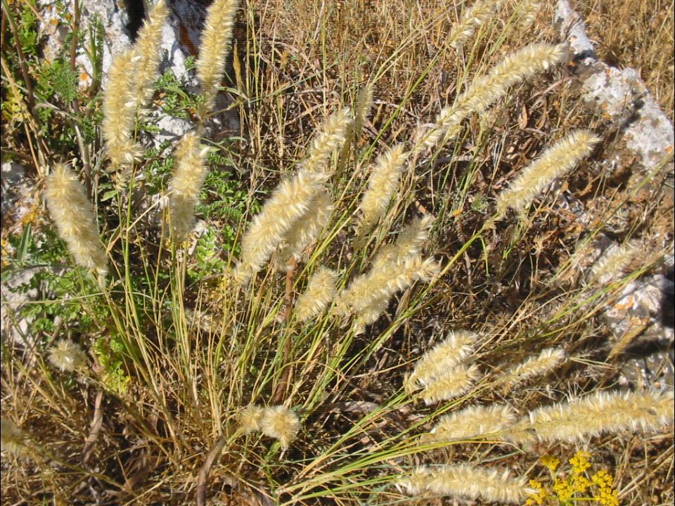 Melica ciliata / Melica barbata